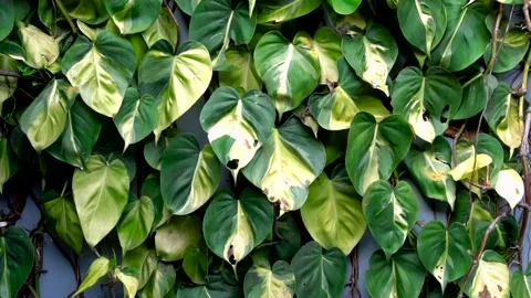 Green leaves Vídeos de archivo 201181410