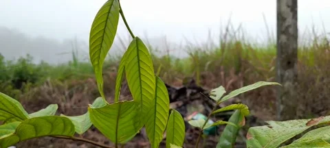 Green Leaves 動画素材 209748938