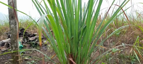 Green Leaves 動画素材 209749047