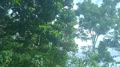 Green leaves Video stock 210145289