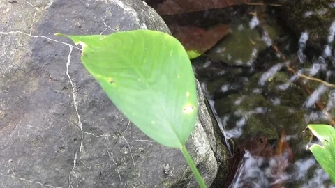 Green leaves Stock Footage 211564193