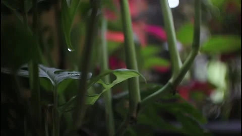 Green leaves. Stock Footage 216240039