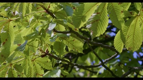Green leaves Stock Footage 221185675