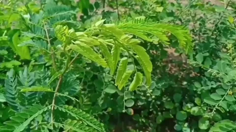 Green leaves Stock Footage 229598323