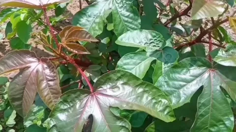 Green leaves Stock Footage 229598330