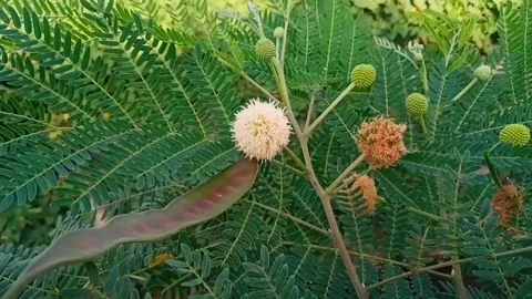 Green leaves Stock Footage 229727363
