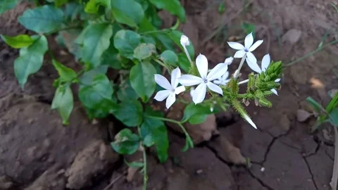 Green leaves Stock Footage 229748747