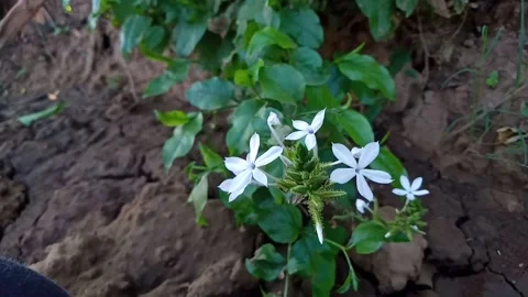 Green leaves Stock Footage 229748761