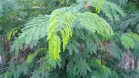 Green leaves Stock Footage 229825771
