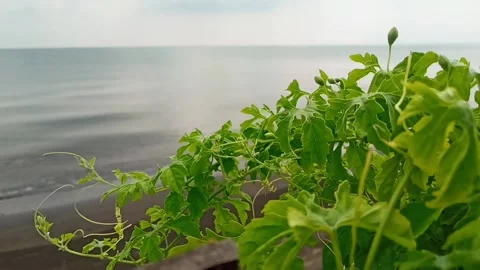 Green leaves Stock Footage 230059266