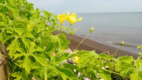 Green leaves Stock Footage 230059285