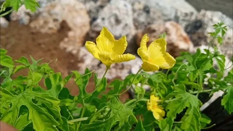 Green leaves Stock Footage 230059295