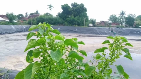 Green leaves Stock Footage 230069157