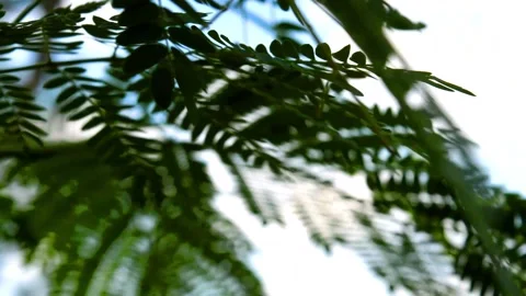 Green leaves Stock-Footage 230212352