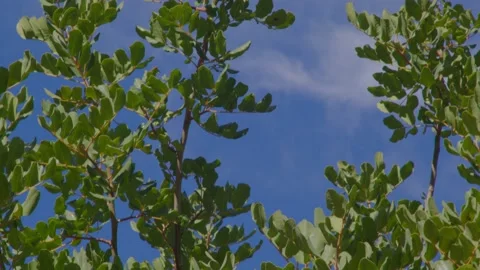 Green leaves Stock Footage 233113332