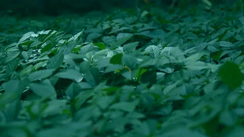 Green leaves Stock Footage 233272774