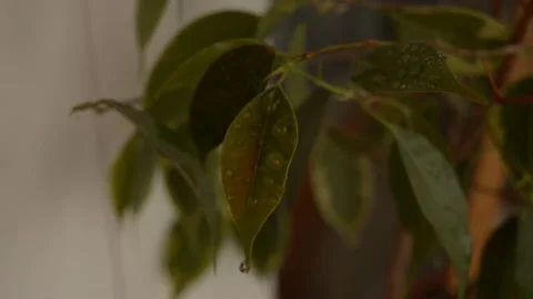 Green leaves Stock Footage 236390533