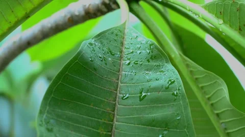 Green leaves 動画素材 251691820