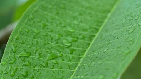 Green leaves 動画素材 251691850