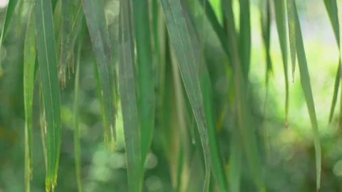 Green leaves Stock Footage 251879986