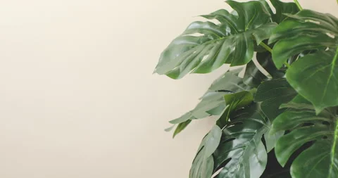 Green leaves. Video stock 256018014