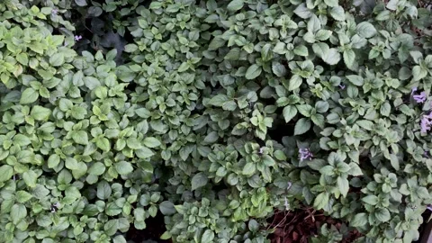 Green Leaves Stock Footage 278806091