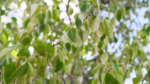 Green Leaves Stock-Footage 315785910