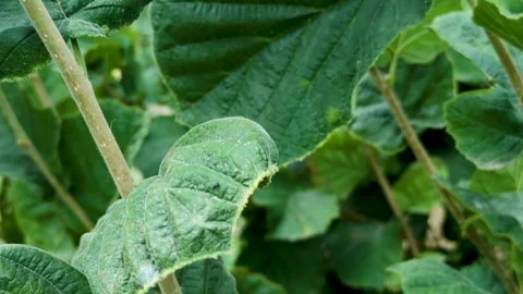 Green leaves Stock Footage 317312874