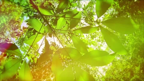 Green leaves Stock Footage 324437299