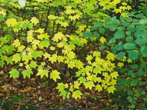 Green leaves at a forest for background. Foto stock