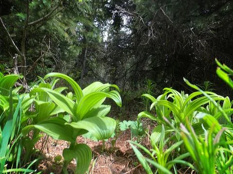 Green Leaves in a Forest Background Stock Photos