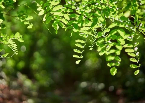 Green leaves in forest with copy space Stock Photos