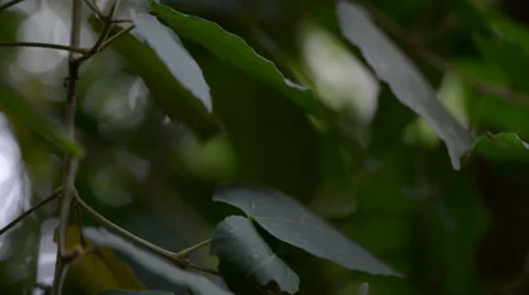 Green leaves in a forest Stock Footage 28013118