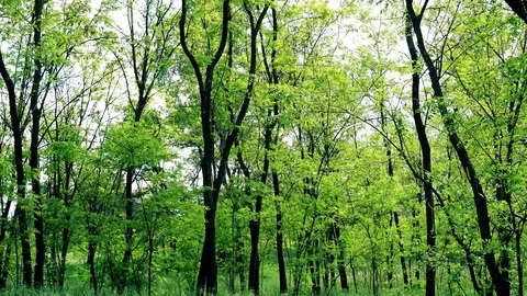 Green leaves in the forest Видео 73319498
