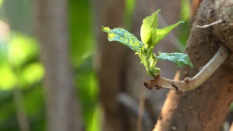 Green leaves in forest Stock Footage 107823450