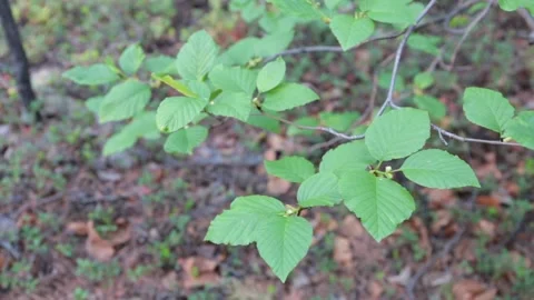 Green leaves in the forest Stock Footage 155371280