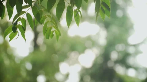 Green Leaves In Forest Video stock 168660782