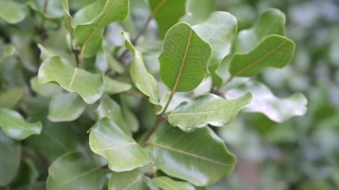 Green Leaves in the forest Stock Footage 172350018