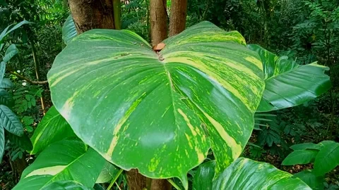 Green leaves in the forest Stock Footage 246865993