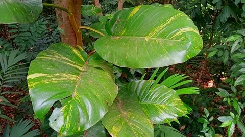 Green leaves in the forest Stock Footage 246866000