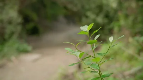 Green leaves in the forest Stock Footage 301006237