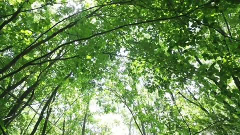 Green leaves in the forest Stock Footage 303884660