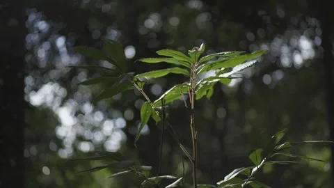 Green Leaves in the Forest Vídeos de archivo 305879397