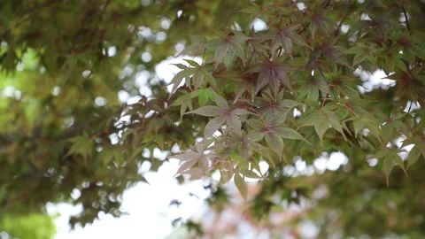 Green leaves in the forest	 스톡 동영상 310161168