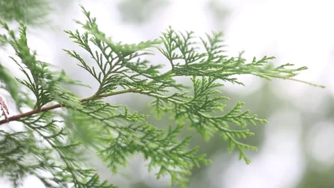 Green leaves in the forest Stock Footage 310216050