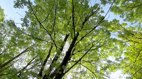 Green leaves in the forest (looking at the blue sky) Stock Footage 137668576