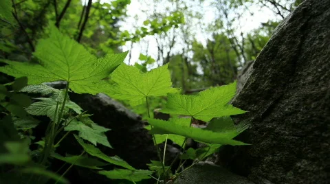 Green leaves in forest moving in the wind Video stock 730682