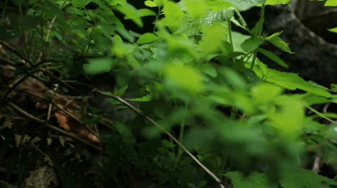 Green Leaves in Forest Rack Focus Stock Footage 730657