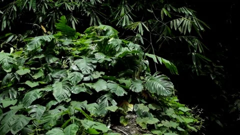 Green leaves in the forest swaying in the wind Stock Footage 297633928