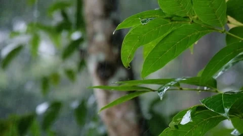 Green leaves in the forest swaying in the wind during the rain Stock Footage 320917860